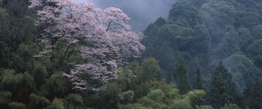 「深山の華」（奈良県）写真集表紙（部分）